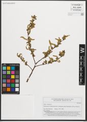 Foto von Salix triandra L.